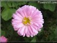 pink aster flower