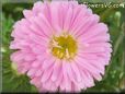 pink aster flower