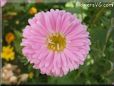 pink aster flower