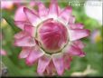 pink strawflower flower