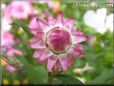 pink strawflower flower