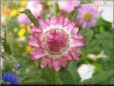pink strawflower flower