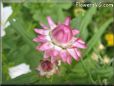 pink strawflower flower