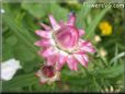 pink strawflower flower