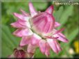 pink strawflower flower