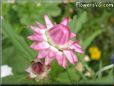pink strawflower flower
