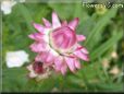 pink strawflower flower