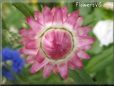 pink strawflower flower
