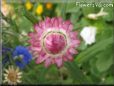 pink strawflower flower