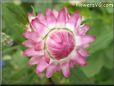 pink strawflower flower