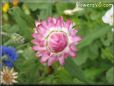pink strawflower flower