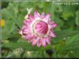 pink strawflower flower