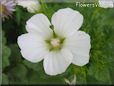 white lavatera flower