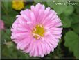 pink aster flower