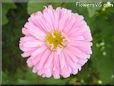 pink aster flower