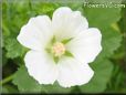 white lavatera flower