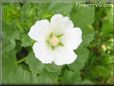 white lavatera flower