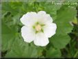 white lavatera flower