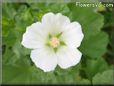 white lavatera flower