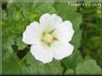 white lavatera flower