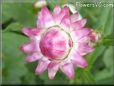 pink strawflower flower