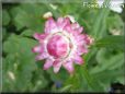 pink strawflower flower