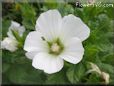 white lavatera flower