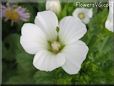 white lavatera flower