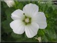 white lavatera flower