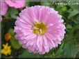 pink aster flower