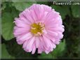 pink aster flower