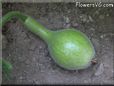  gourd