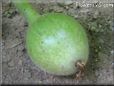  gourd