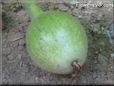  gourd