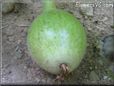  gourd