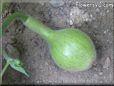  gourd