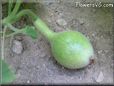  gourd