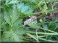 white black orange caterpillar