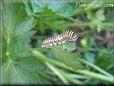 white black orange caterpillar