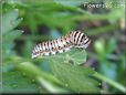 white black orange caterpillar