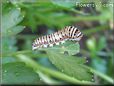 white black orange caterpillar