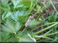 white black orange caterpillar