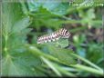 white black orange caterpillar