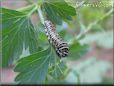 white black orange caterpillar