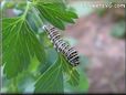 white black orange caterpillar