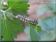 white black orange caterpillar