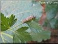 white black orange caterpillar