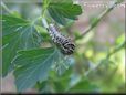 white black orange caterpillar