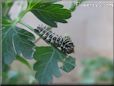 white black orange caterpillar