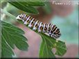 black white caterpillar